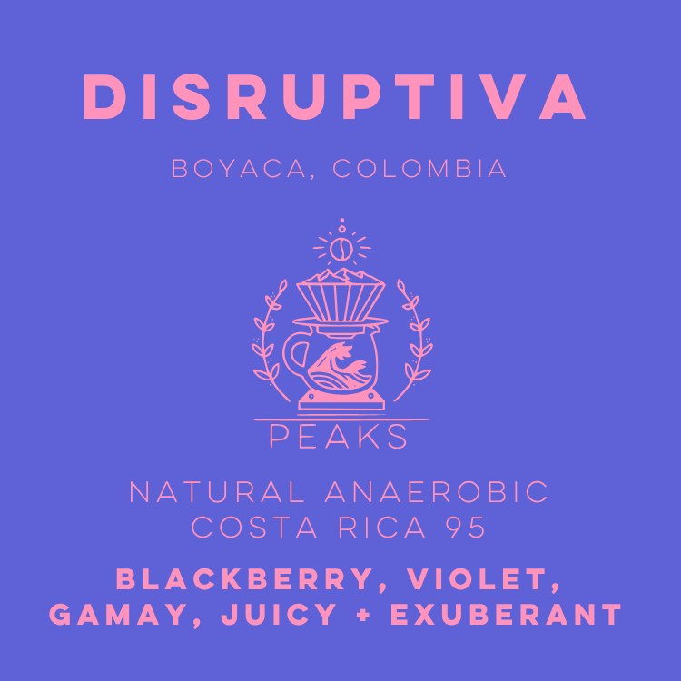 Disruptiva Natural Anaerobic Costa Rica 95 - Peaks Series - Lulo Coffee