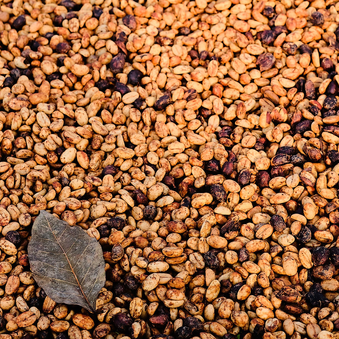 La Gran Aventura "El Eucalipto" Honey Eucalyptus Co-Ferment Castillo - Peaks Series