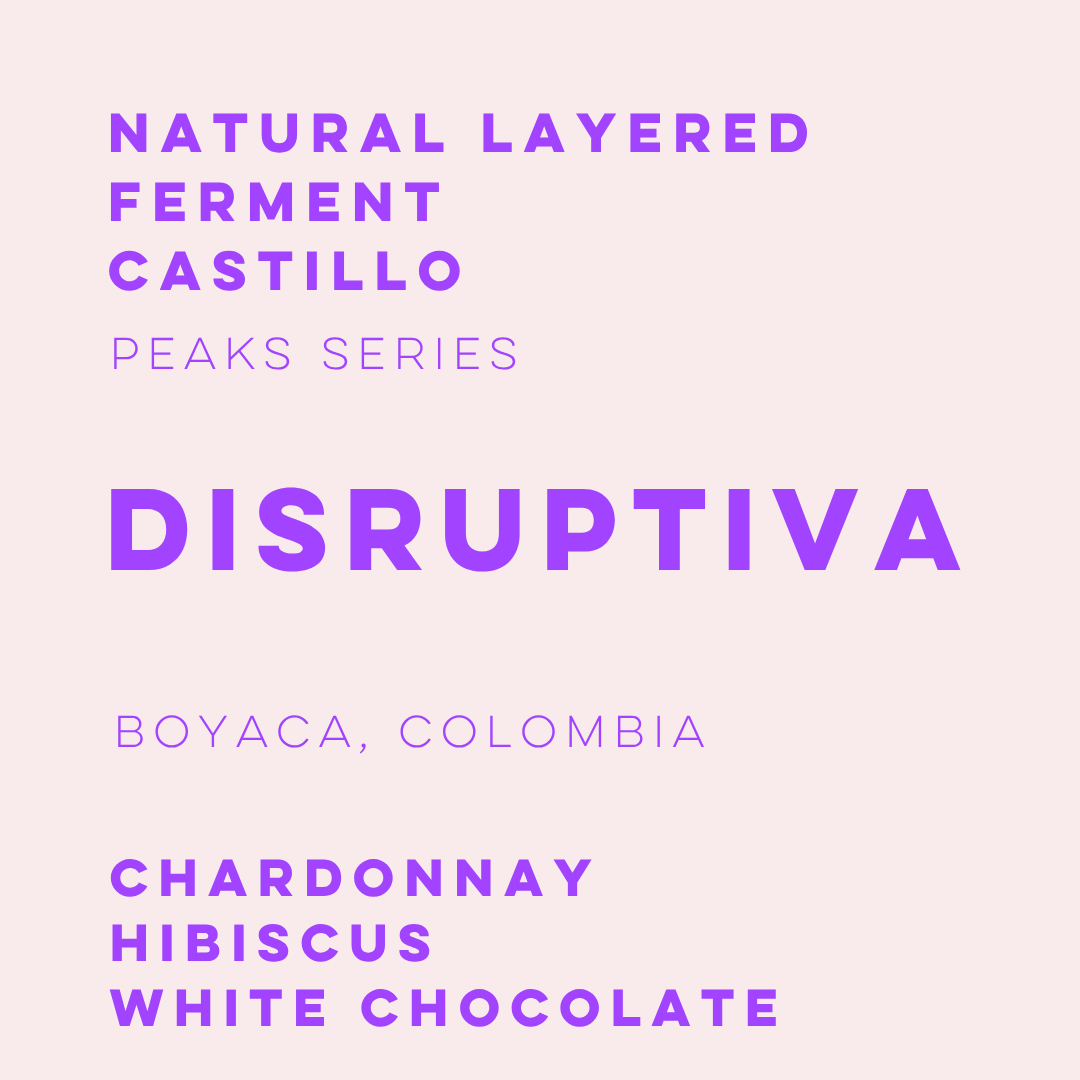 Disruptiva Natural Layered Ferment Caturra - Peaks Series - Lulo Coffee
