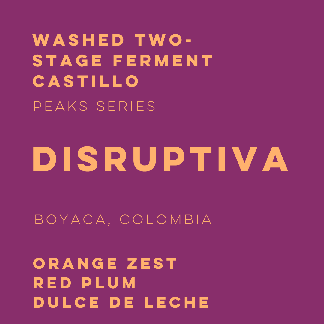 Disruptiva Washed Two-Stage Ferment Castillo - Peaks Series - Lulo Coffee
