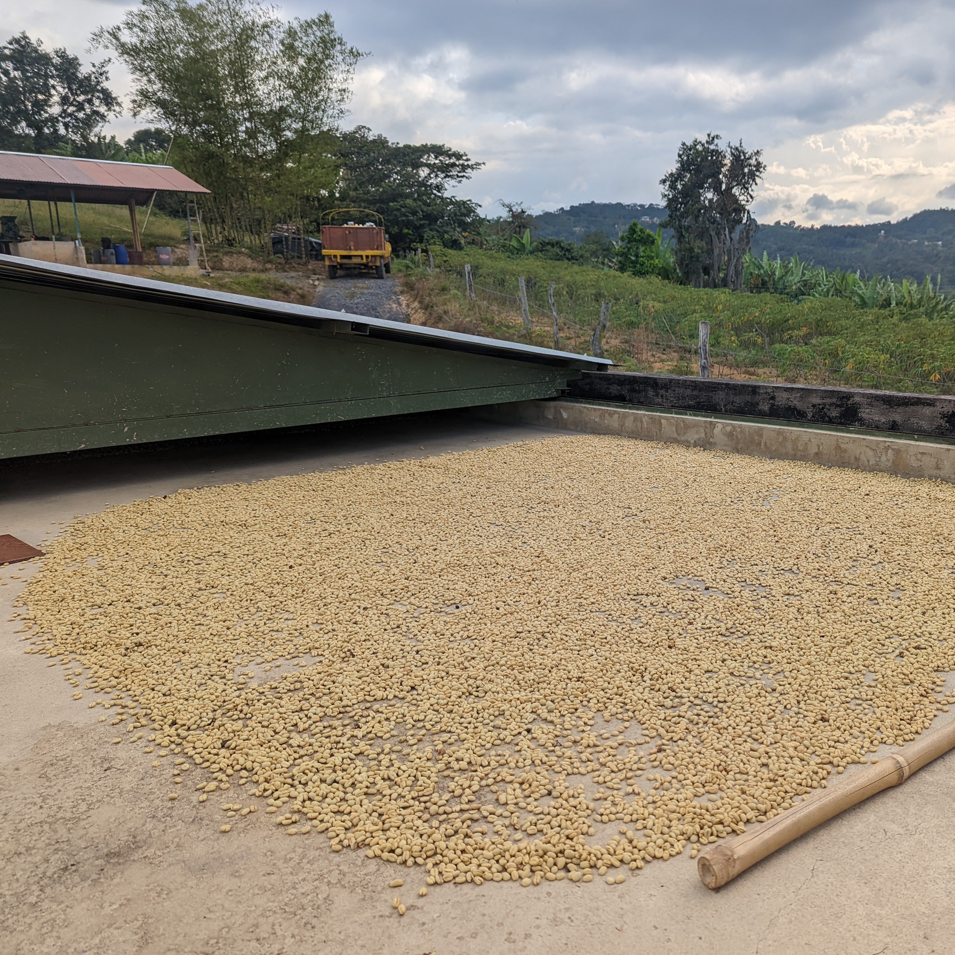 Disruptiva Extended Washed Field Blend - Peaks Series - Lulo Coffee