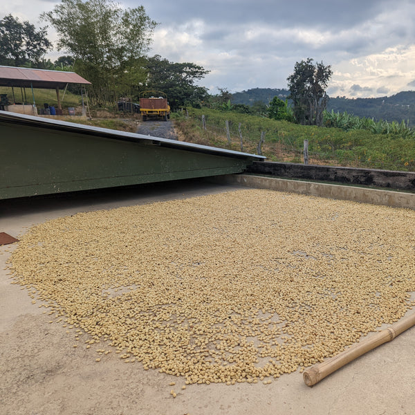 Disruptiva Extended Washed Field Blend - Peaks Series - Subscriber-Only - Lulo Coffee