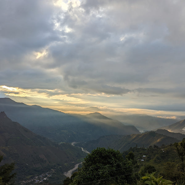 Nasa U'Y Honey Anaerobic Pimienta - Summit Series - Lulo Coffee