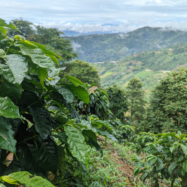 Finca Alcatraz Field Blend - Peaks Series - Lulo Coffee