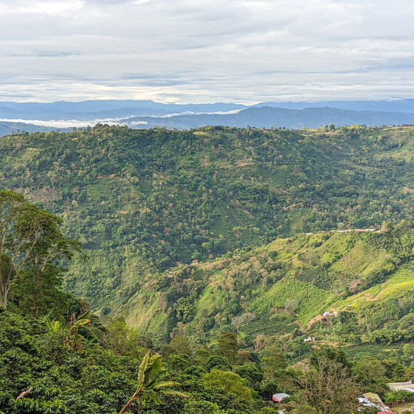 Finca Alcatraz Washed Anaerobic Pink Bourbon - Peaks Series - Lulo Coffee