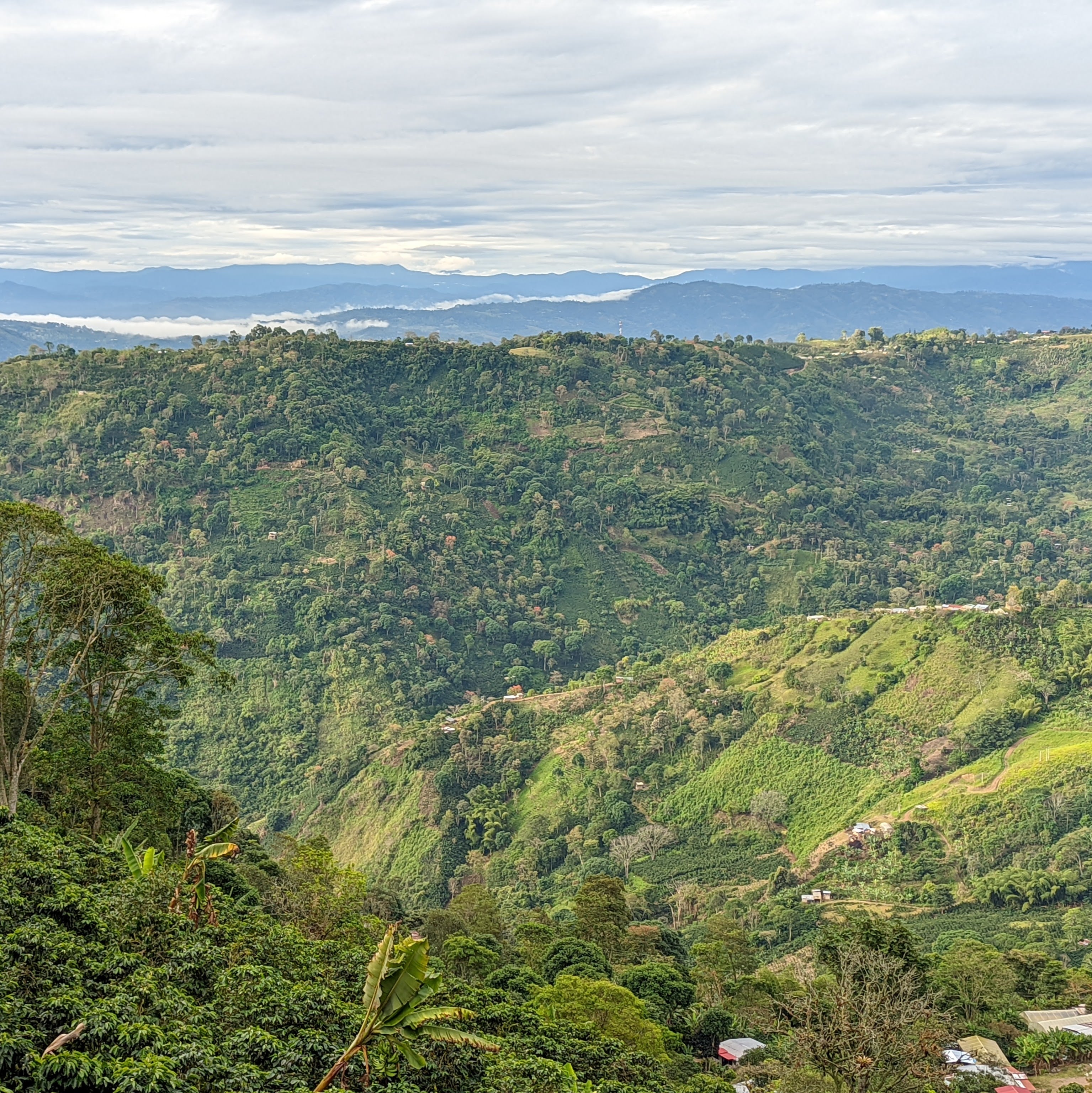 Finca Alcatraz Washed Anaerobic Pink Bourbon - Peaks Series - Lulo Coffee