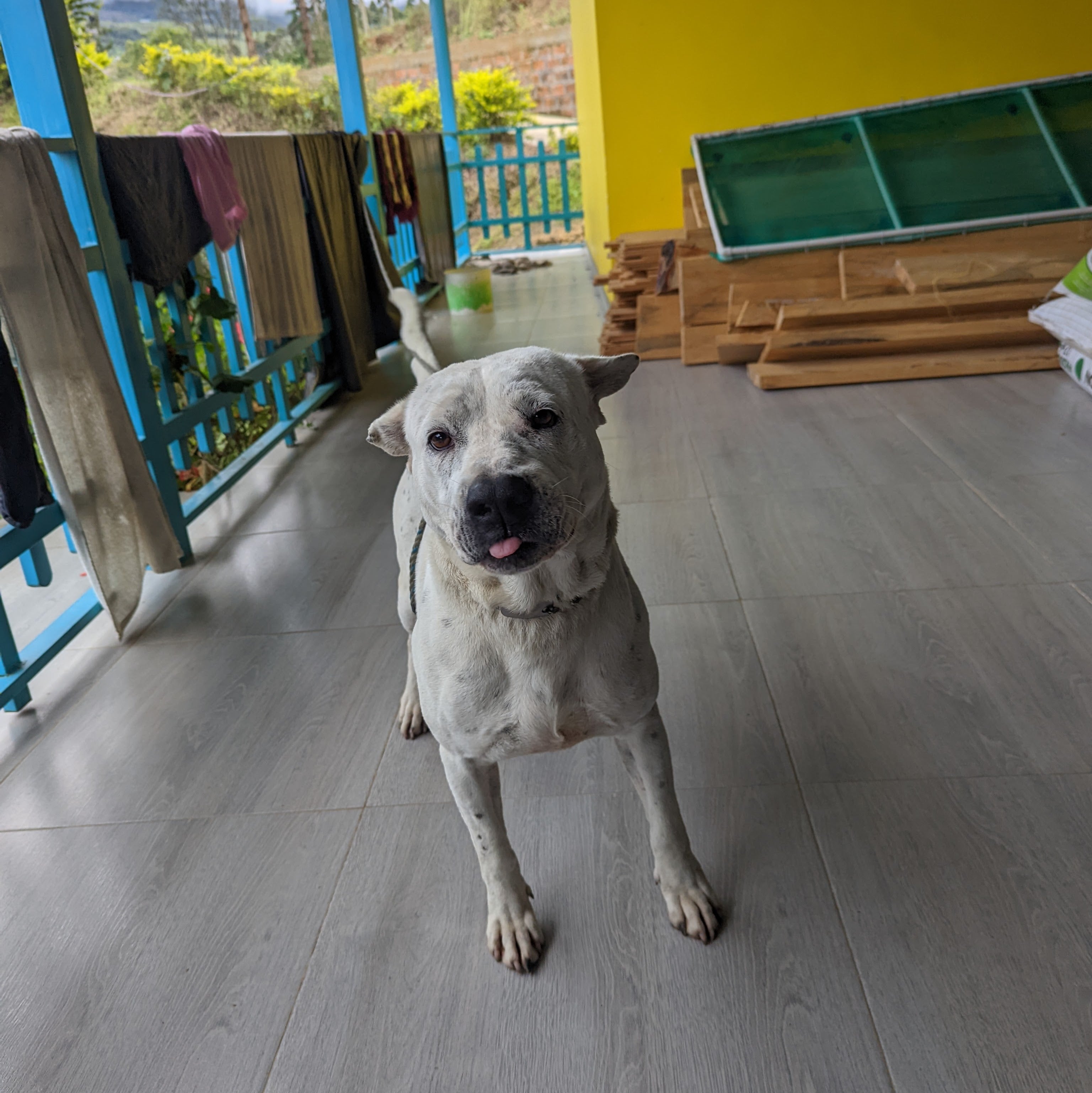 Finca Alcatraz Washed Anaerobic Pink Bourbon - Peaks Series - Lulo Coffee