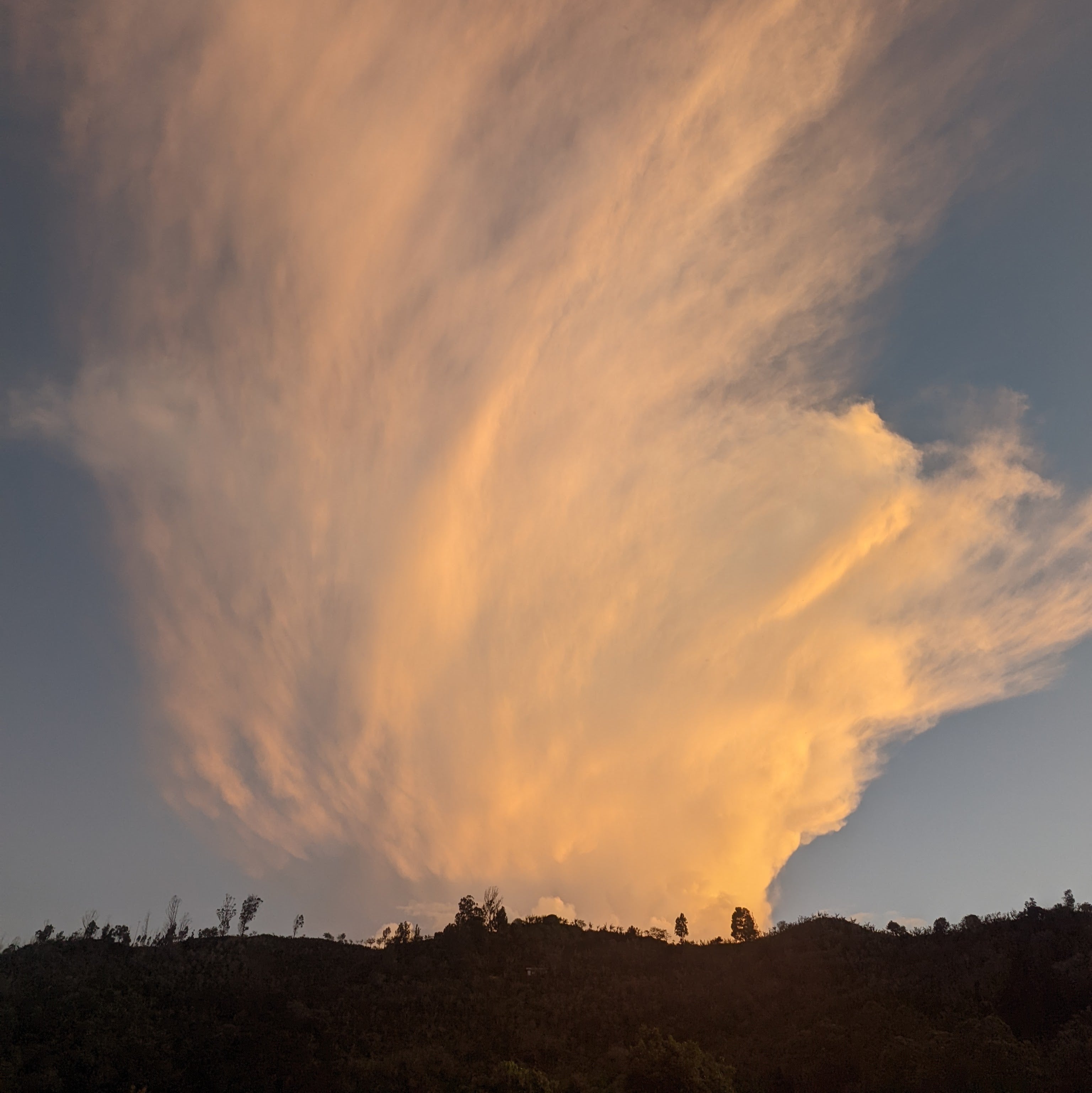 Don Eli Natural Anaerobic Catuai - Peaks Series