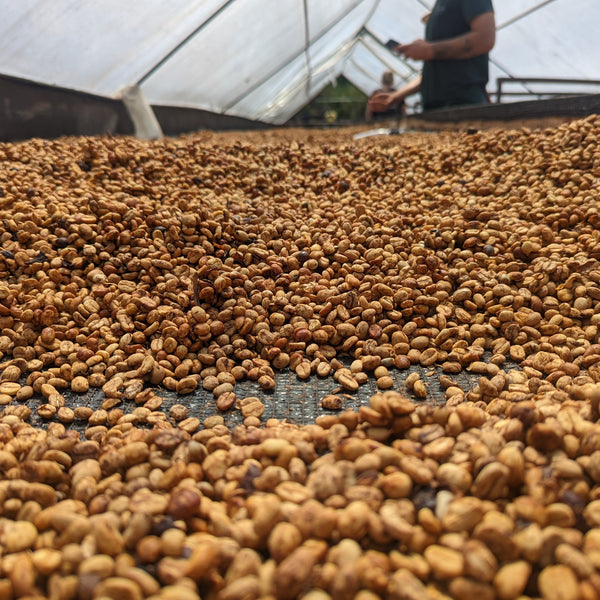 Don Eli Honey Yellow Bourbon - El Manzanal - Peaks Series - Lulo Coffee