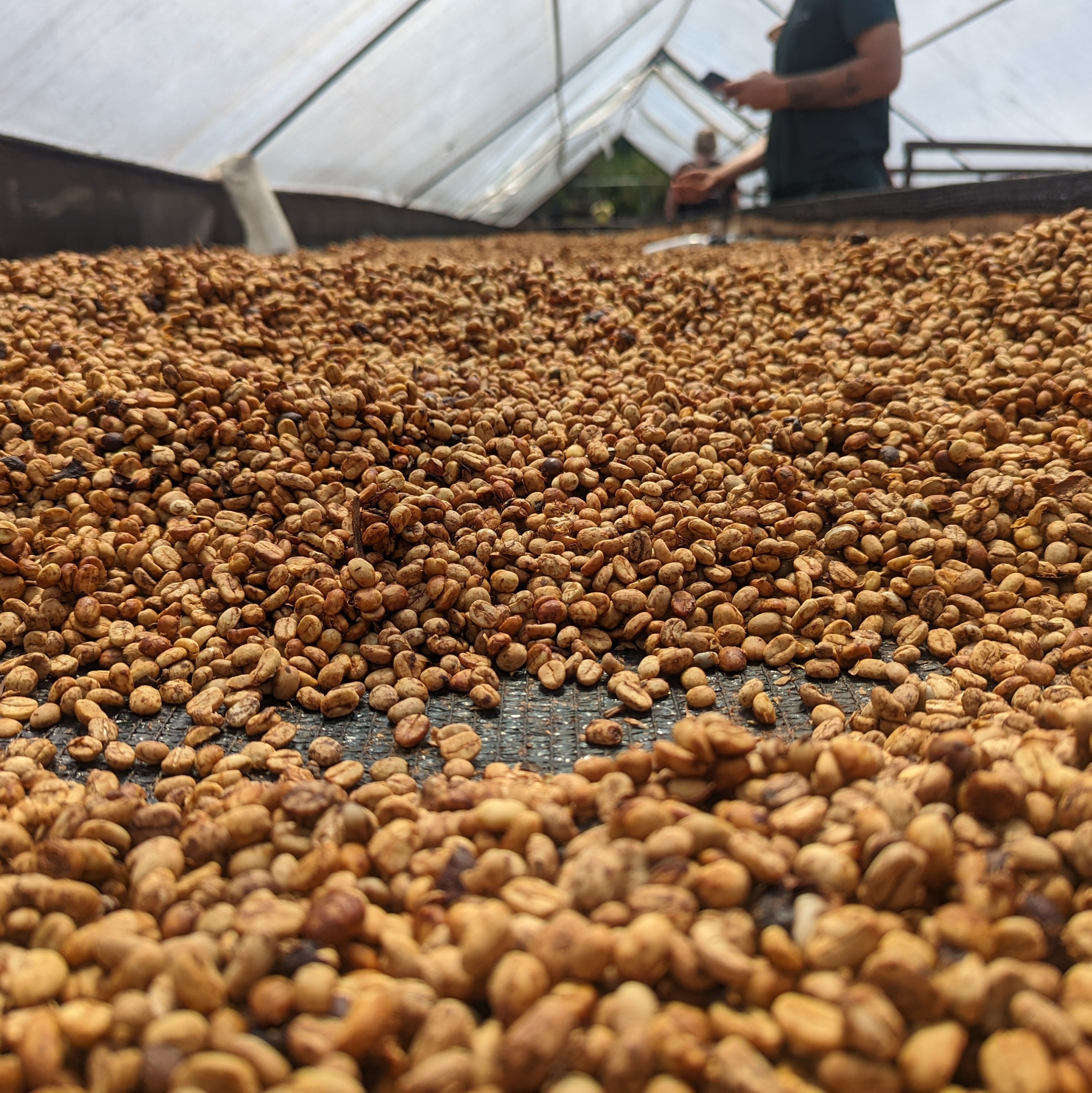 Don Eli Honey Yellow Bourbon - El Manzanal - Peaks Series - Lulo Coffee