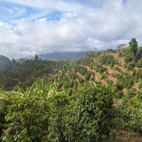 Don Eli Washed Gesha - La Pastora - Peaks Series - Lulo Coffee