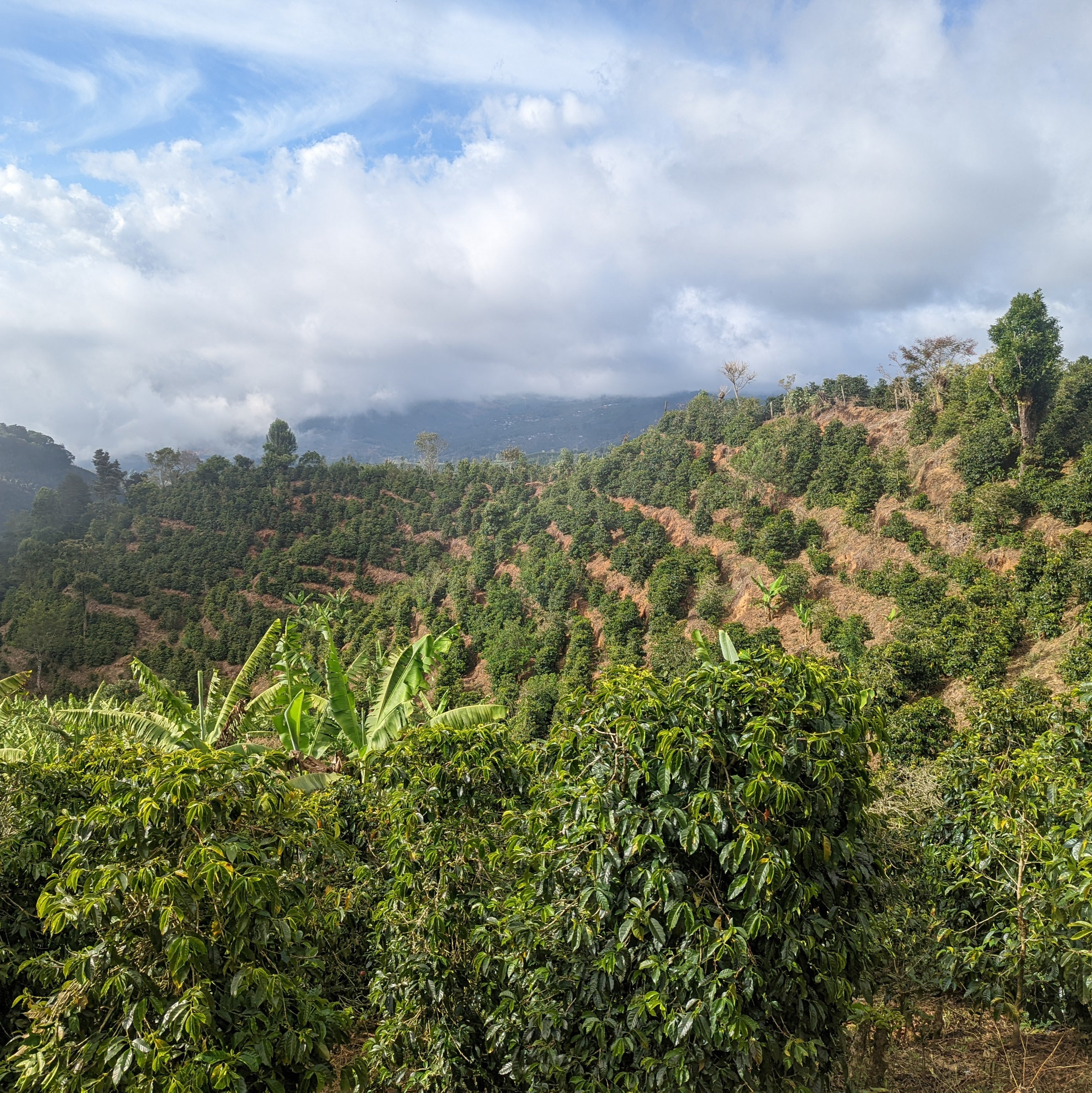 Don Eli Washed Gesha - La Pastora - Peaks Series - Lulo Coffee