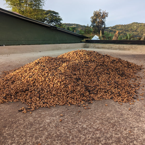 Disruptiva Black Honey Castillo 14% - Peaks Series - Lulo Coffee