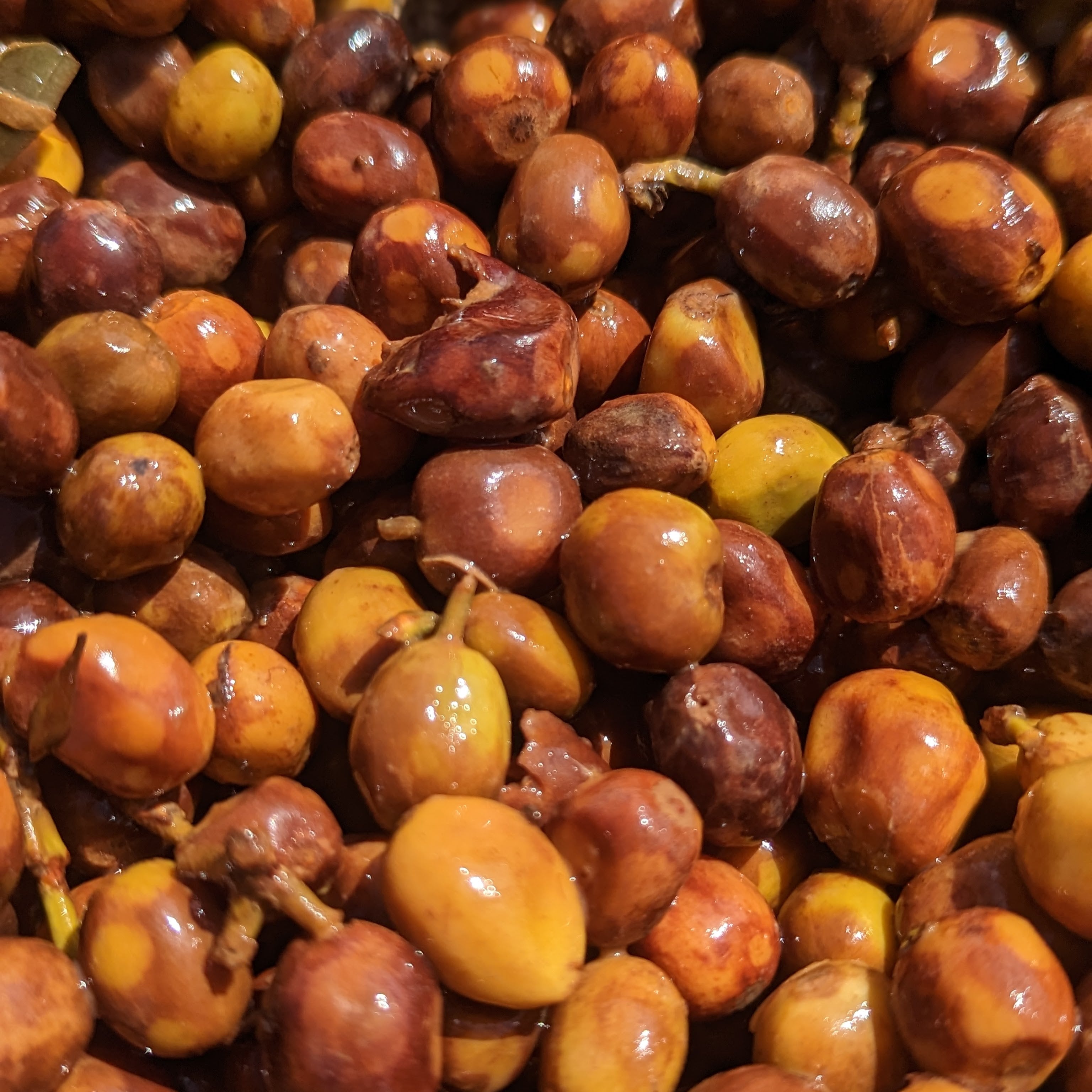 Disruptiva Washed Two-Stage Ferment Castillo - Peaks Series - Lulo Coffee