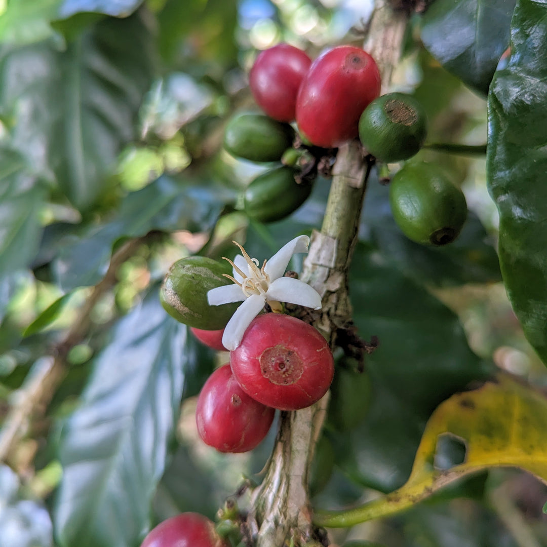 Disruptiva Honey "Perry Process" Catuai - Peaks Series - Lulo Coffee