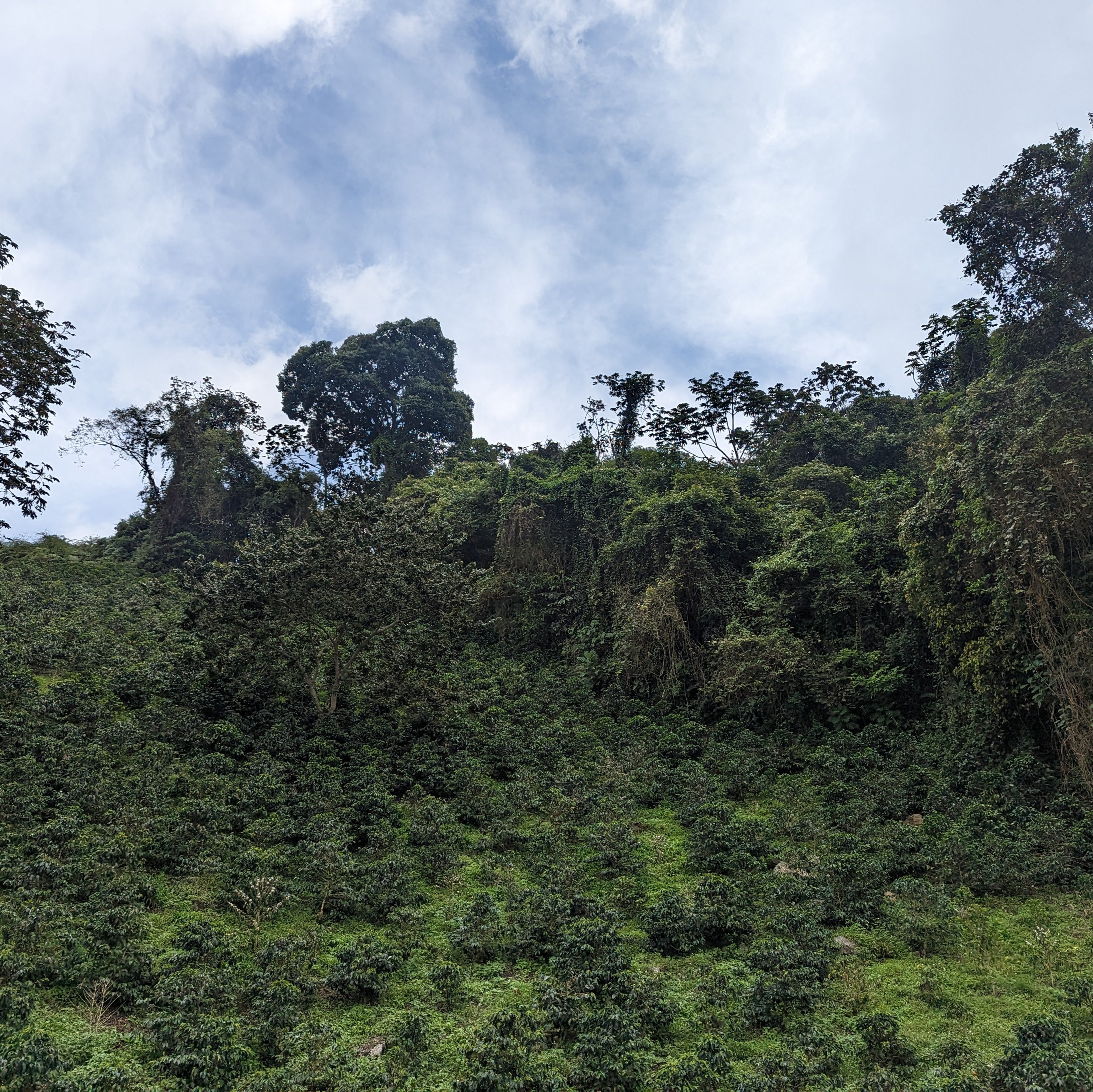Finca Alcatraz Natural Pink Bourbon - Peaks Series