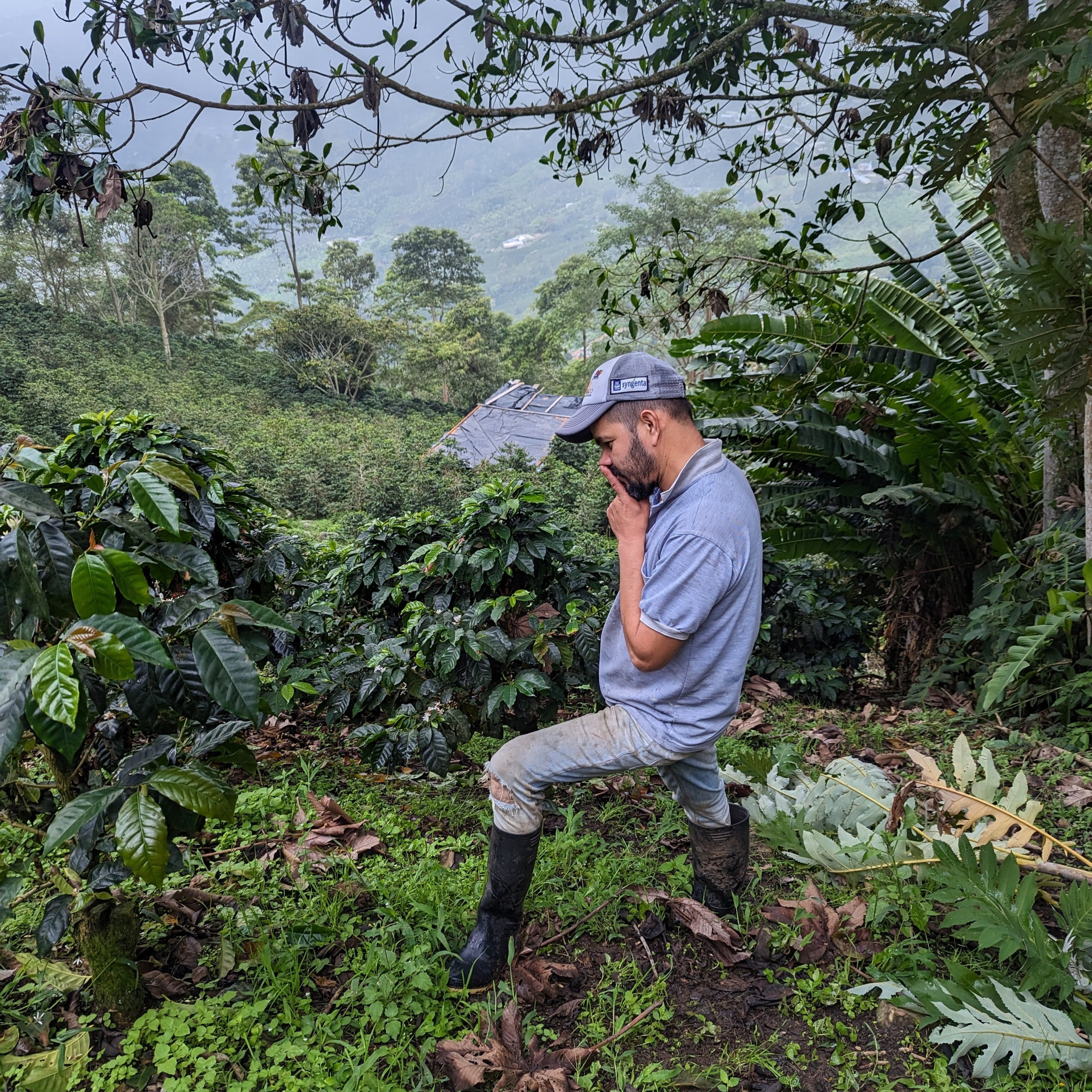 Finca Alcatraz Natural Gesha - Summit Series - Lulo Coffee