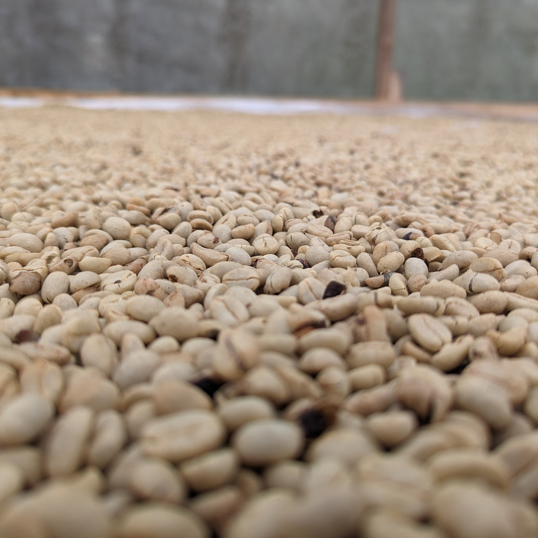 Nasa U'Y Semiwashed Pimienta - Summit Series - Lulo Coffee