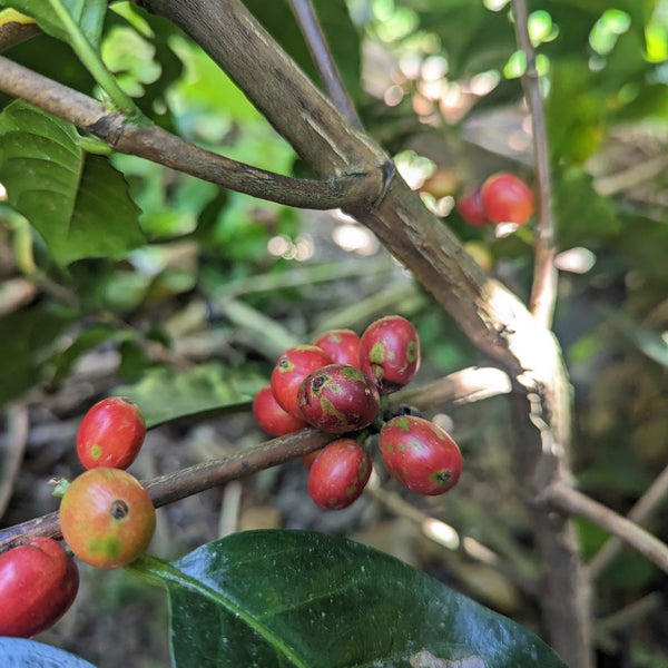 Don Eli Natural Typica - Peaks Series