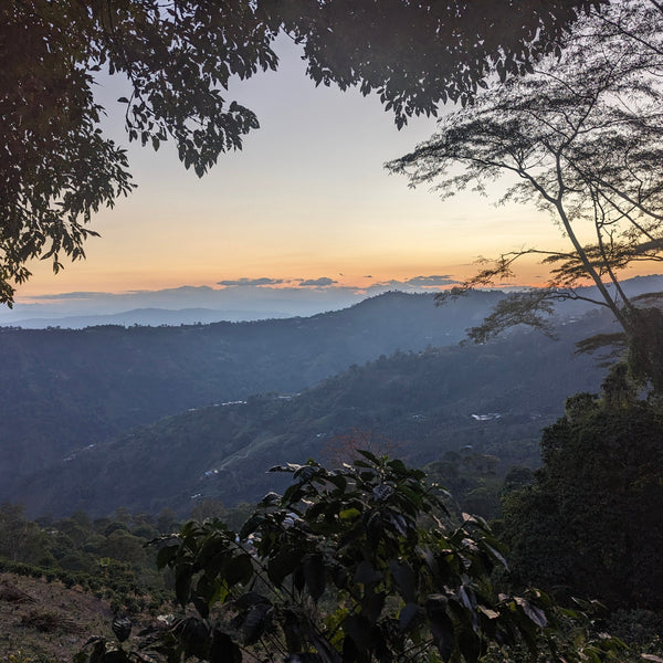 Finca Alcatraz Natural Gesha - Summit Series - Lulo Coffee