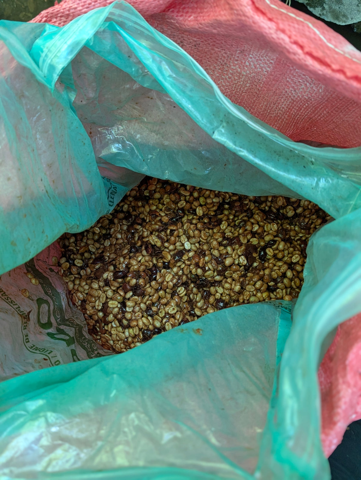 Don Eli Cold Spring Ferment Catuai "La Quebrada" - Peaks Series - ELI-04 - Lulo Coffee