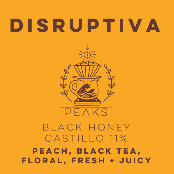 Disruptiva Black Honey Castillo 11% - Peaks Series - Lulo Coffee