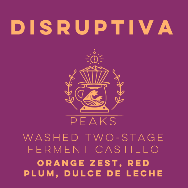 Disruptiva Washed Two-Stage Ferment Castillo - Peaks Series - Lulo Coffee